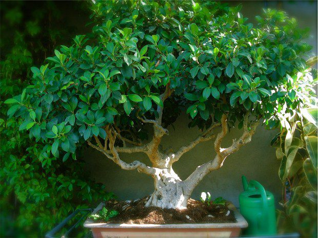 Oochidee bonsai