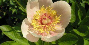 Paeonia Apricot Queen