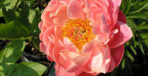 Paeonia Coral Gold