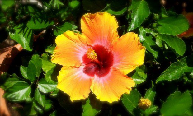 Hibiscus, giardino d’oriente