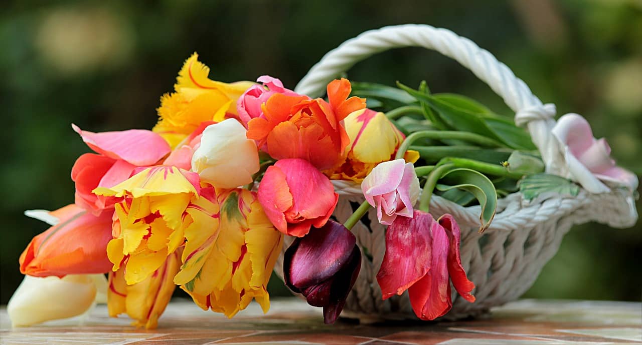 tulipomania e tulipani, la loro incredibile storia