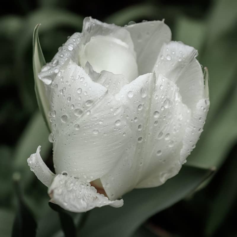Tulipomania e tulipani, una storia incredibile