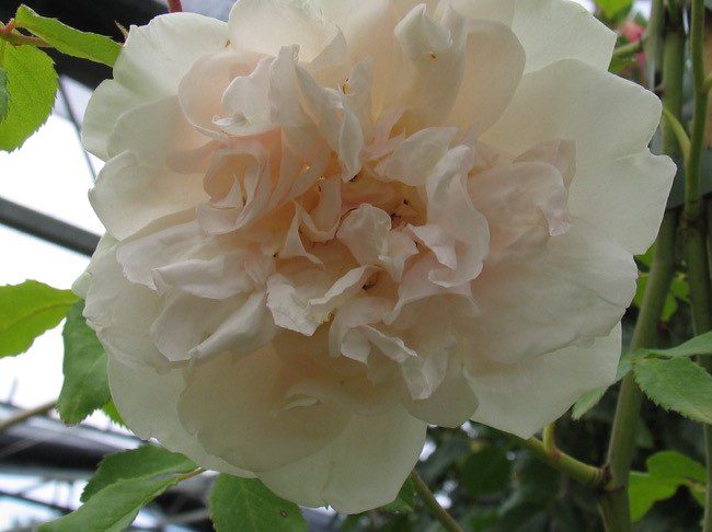 Rose e peonie: una gara di bellezza, colori e profumi