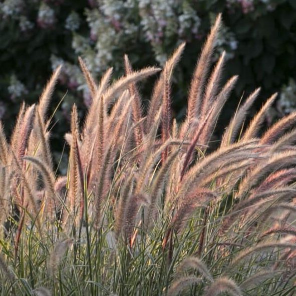 Erbacea perenne - Grass pennisetem Skyrocket
