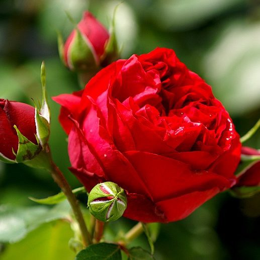 Cespuglio di rose a fiore grande Fiori giallo-rosso Altezza 22 cm Rosa grandiflora Broceliande A radice nuda