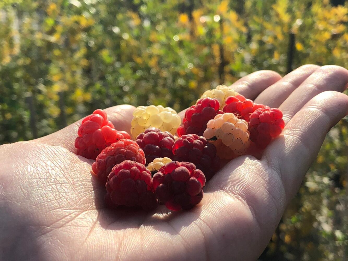 Frutti piccoli: un vivace bagno di salute con poche calorie!