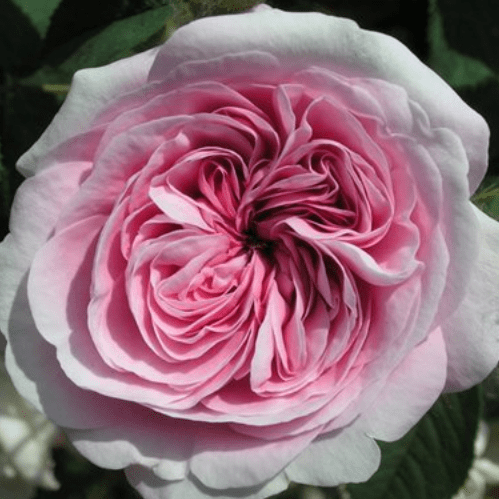 Rose Duchesse de Verneuil