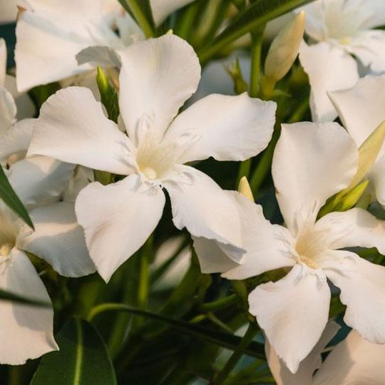 Oleandro fiori bianchi