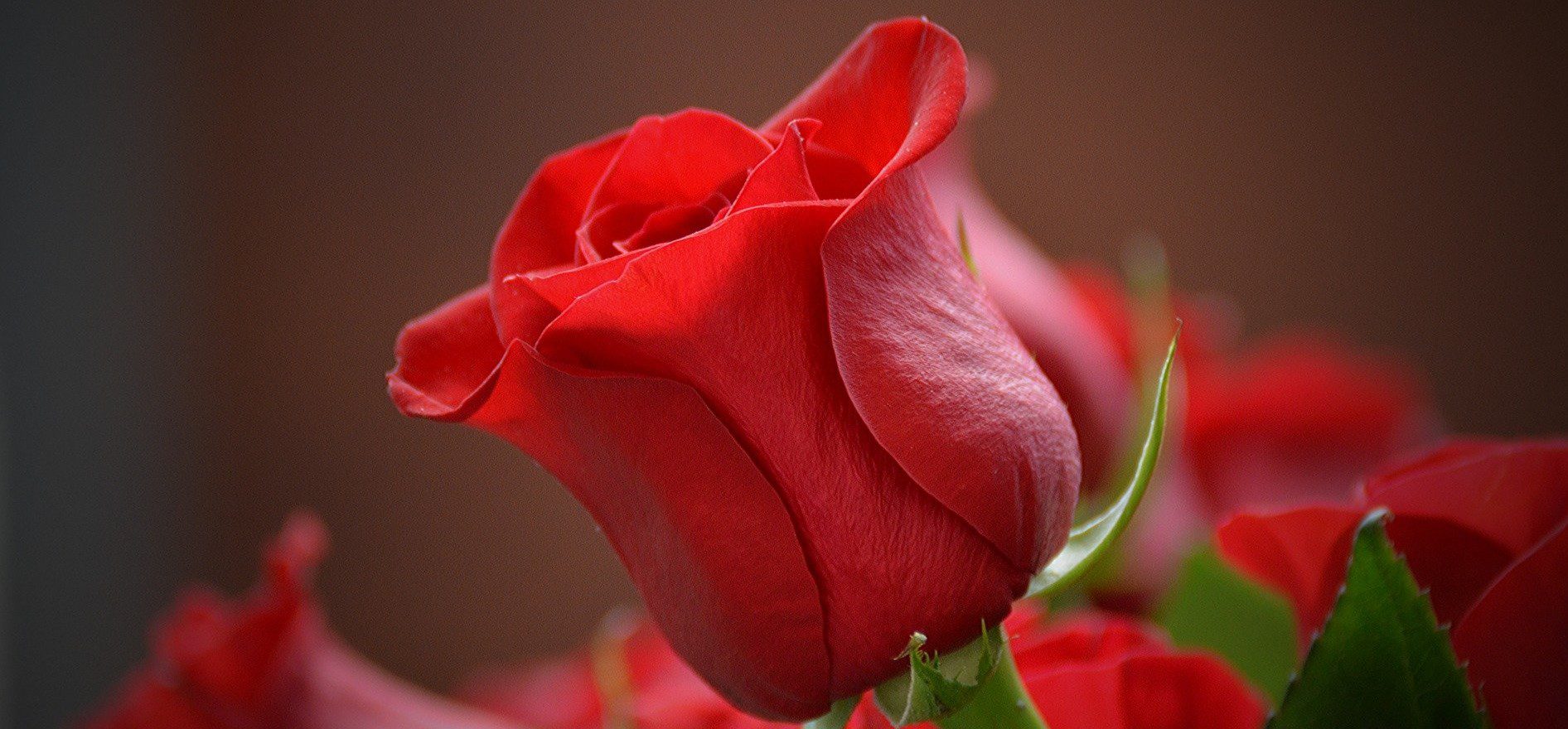 San Valentino: regalate rose a chi amate