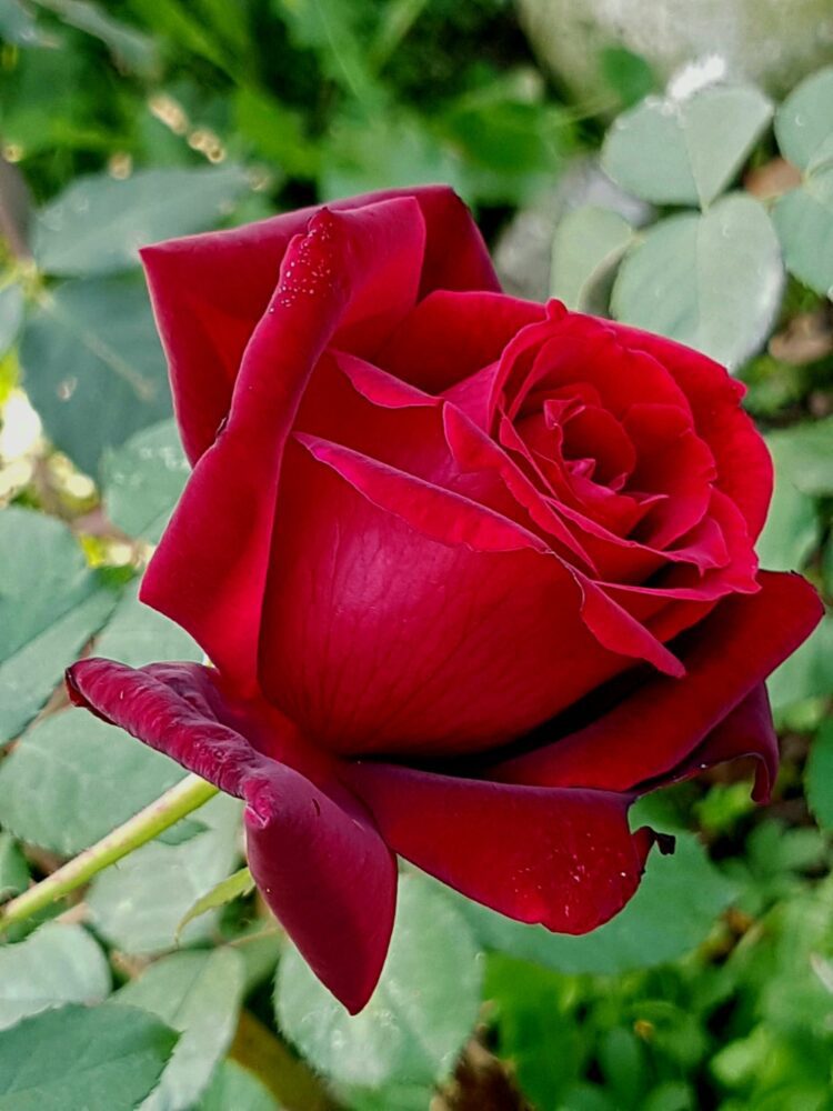 San Valentino: regalate rose a chi amate - Flora 2000