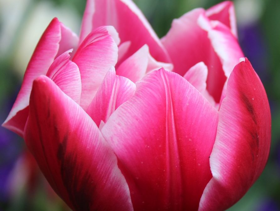 Piante bulbose: le prime fioriture di primavera