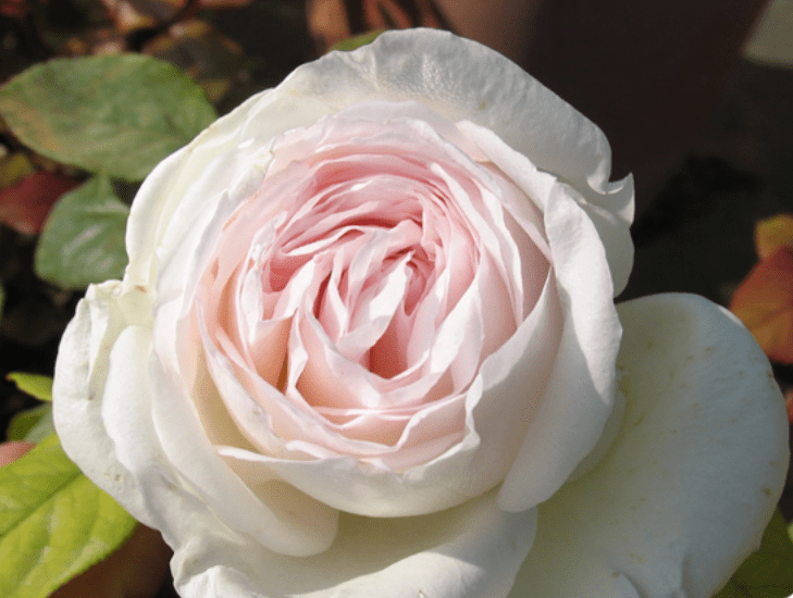 Rose sempre in fiore
