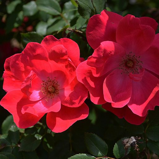Rosa 'Knock Out'