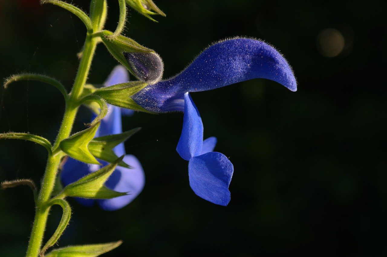 Salvia blu