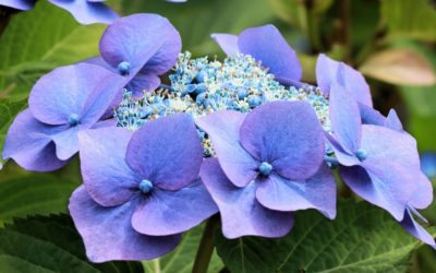 Coltivare le ortensie: consigli per una generosa fioritura