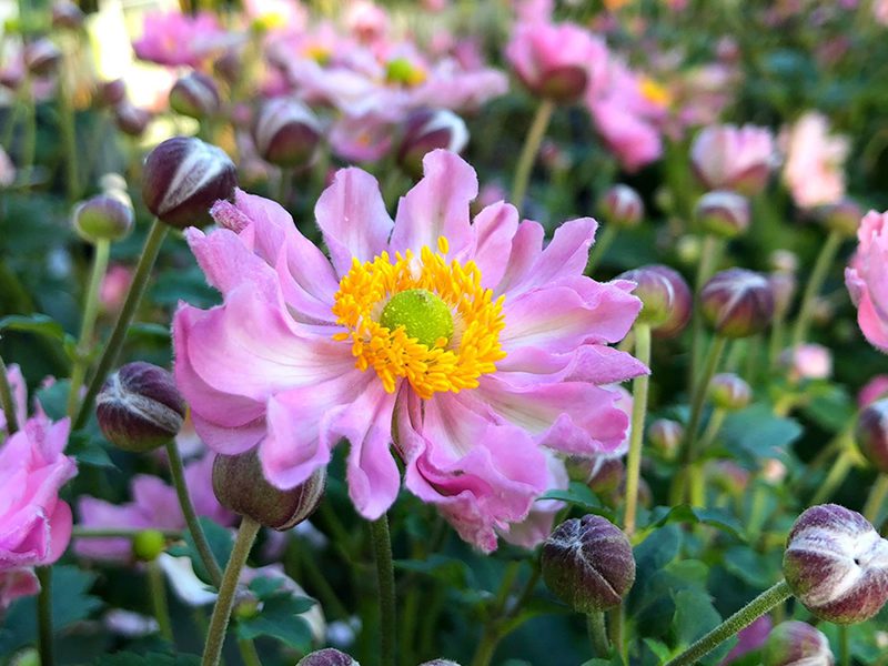 Flora 2000 Vivai home page