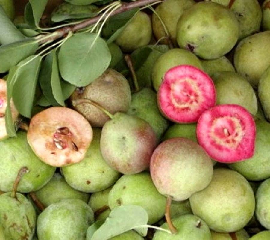 Coltivare i frutti antichi: come riscoprire il gusto di antiche varietà