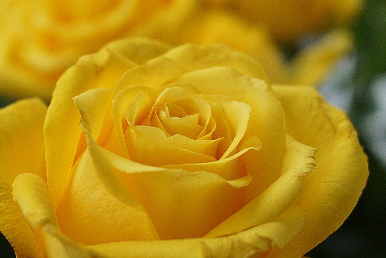 Le rose a radice nuda: per una splendida fioritura in primavera