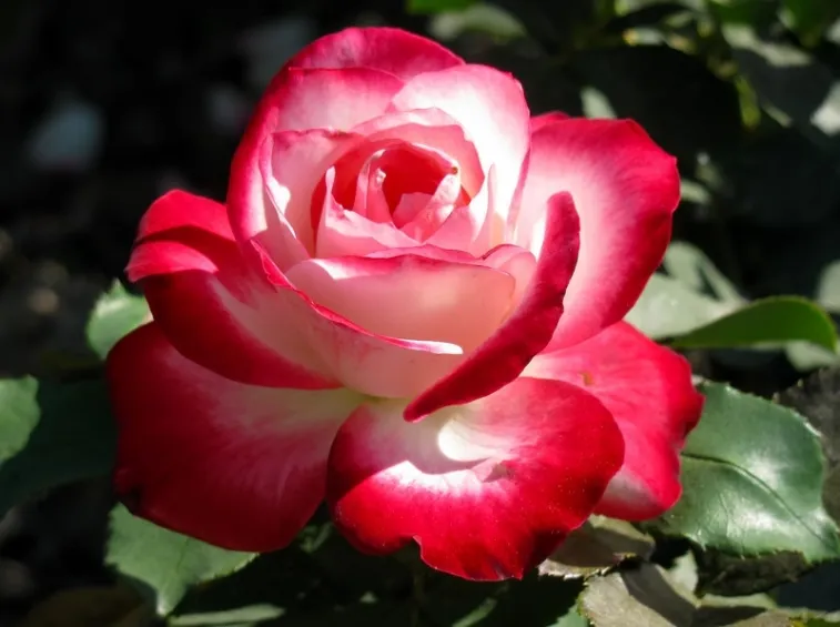 Due rose speciali: da amare e da coltivare