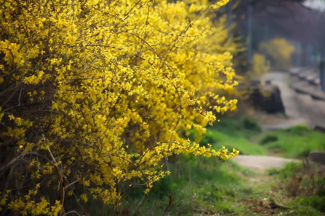 Forsizie, giallo intenso per gli arbusti di primavera