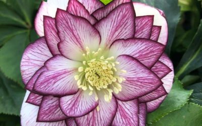 Helleborus ‘Quintessa’, qualcosa di nuovo sulla rosa d’inverno