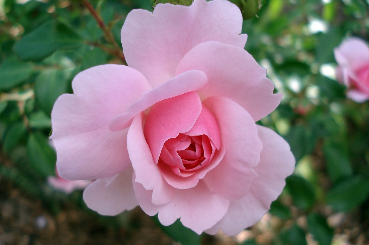 Rosa Pink Promise