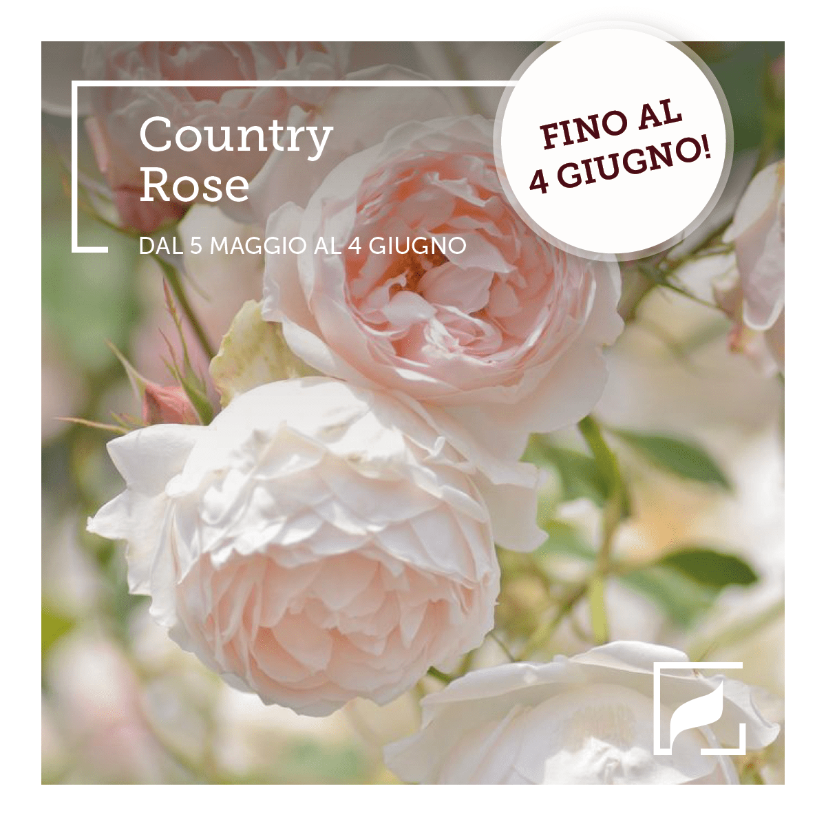 230523_COUNTRYROSE_SOCIAL3-min