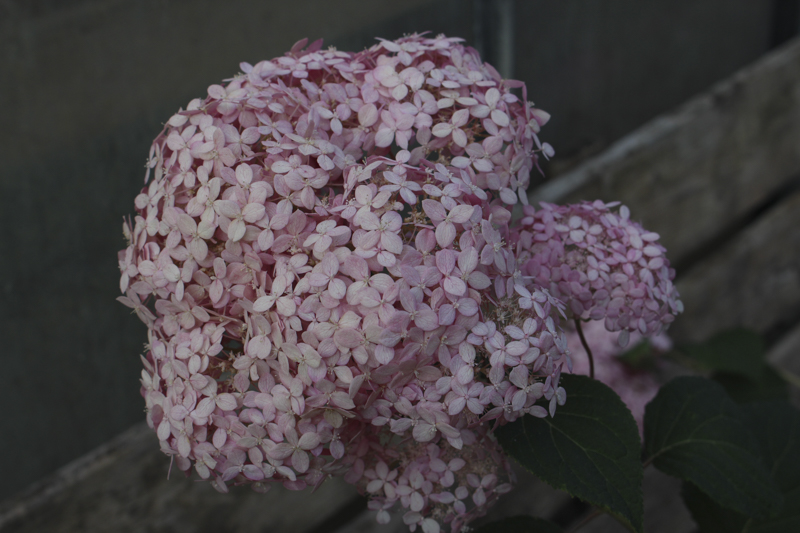 Ortensia Hydrangea Pink Annabelle