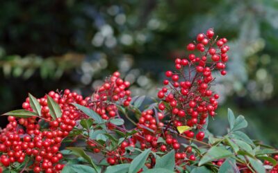 Nandina domestica, fascino da vendere